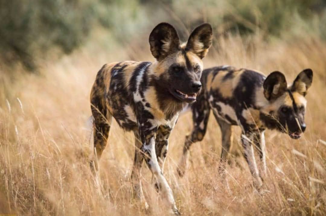 African Wild dogs in Rwanda