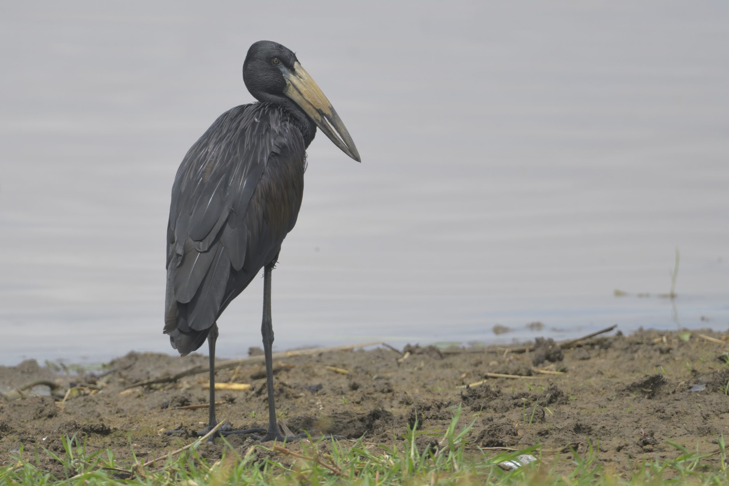 Kenya- Tanzania Safari Green Season Birdwatching Guide: Open Bill Stork