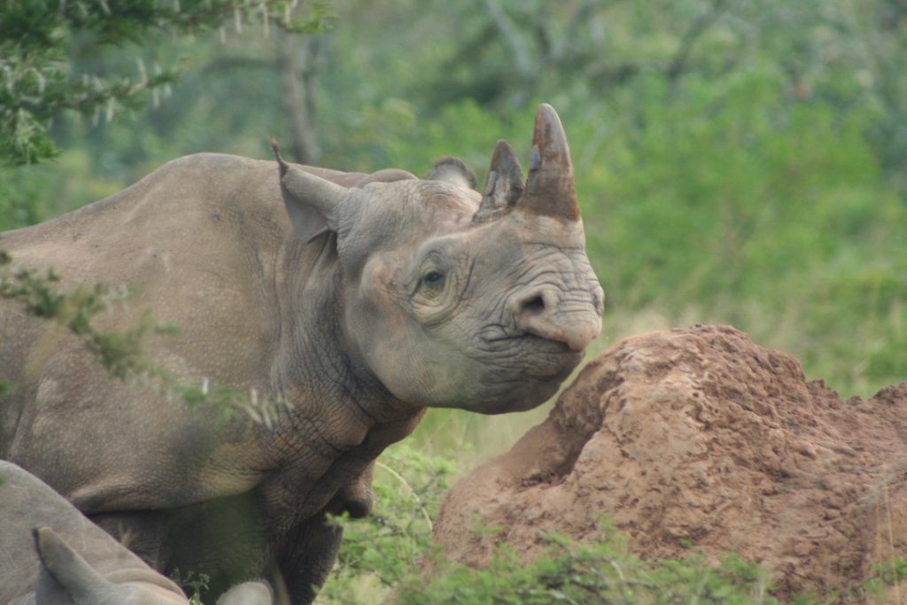 Black Rhino in Rwanda