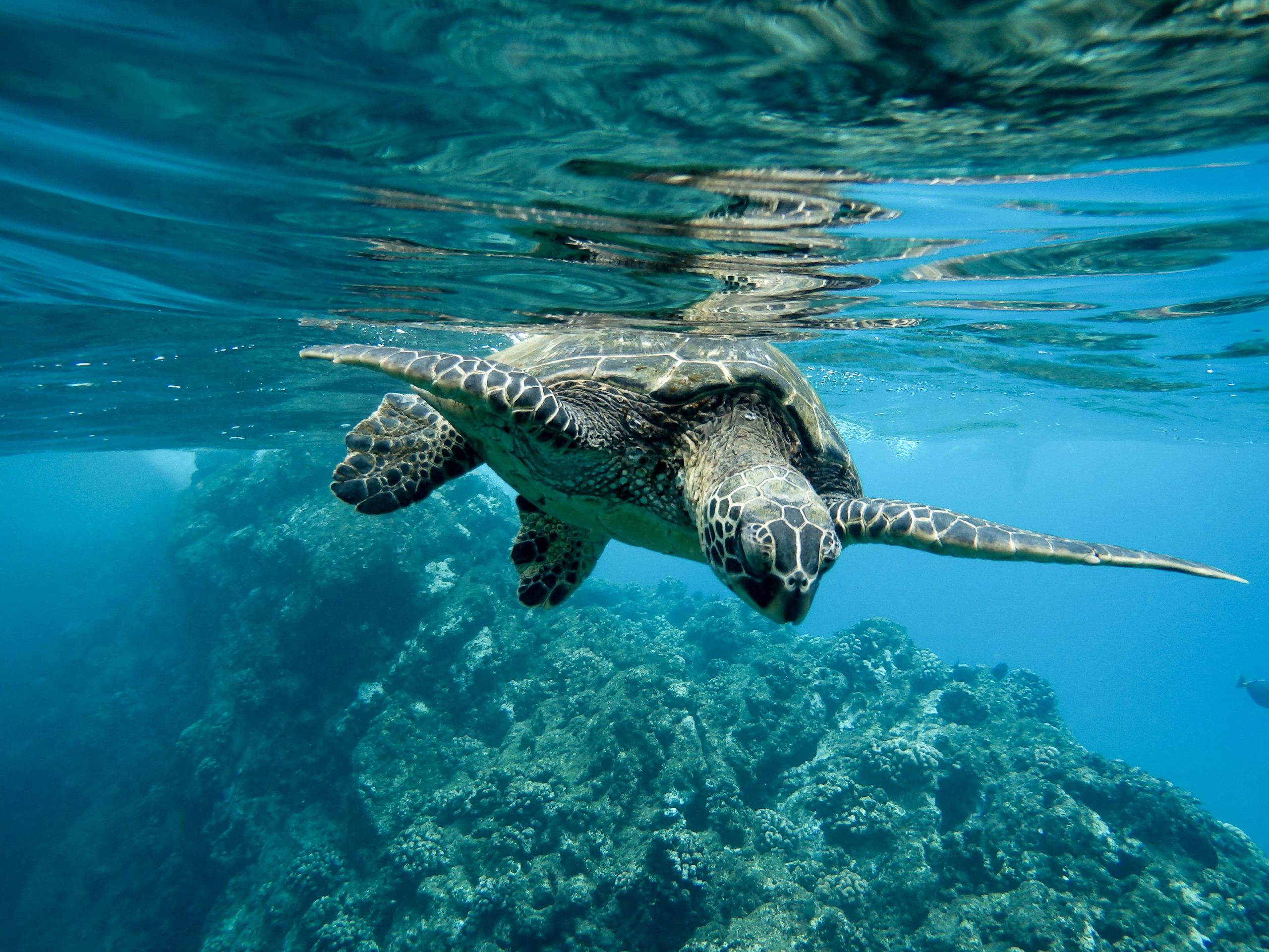 Best Zanzibar Snorkeling Tours 2025/26