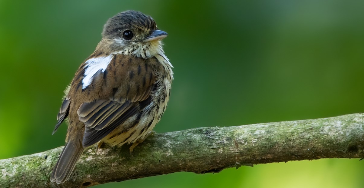 African green broadbill in bwindi Impenetrable NP