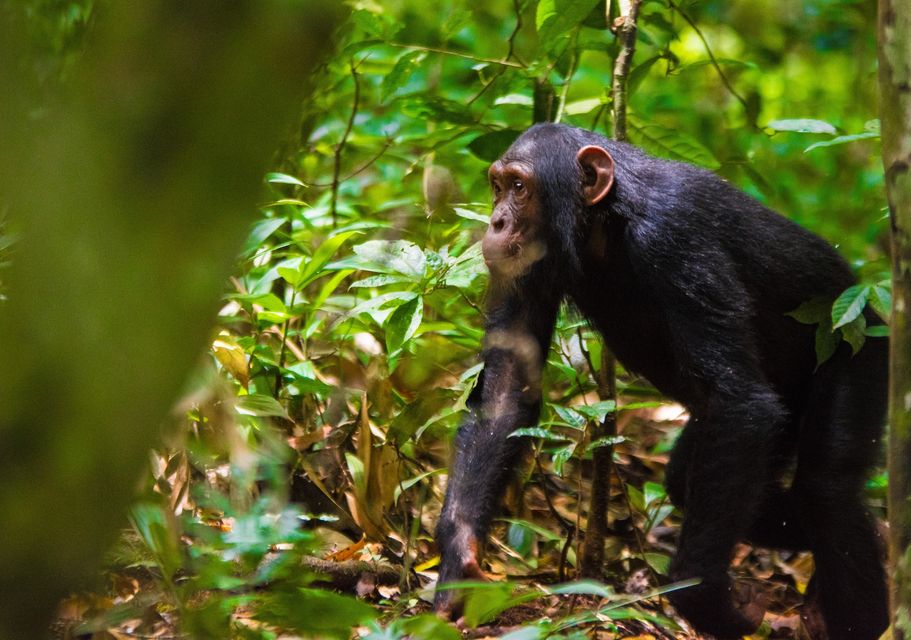 Chimpanzee trekking in Kibale NP