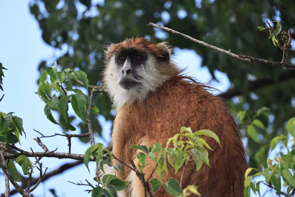 Patas Monkey in Uganda