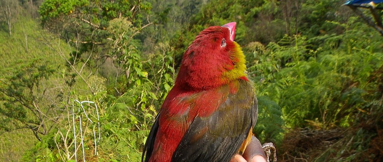 The Shy Shelley’s crimsonwing
