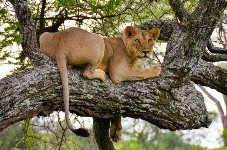 tree climbing lion in Ishasha sector, Queen Elizabeth NP