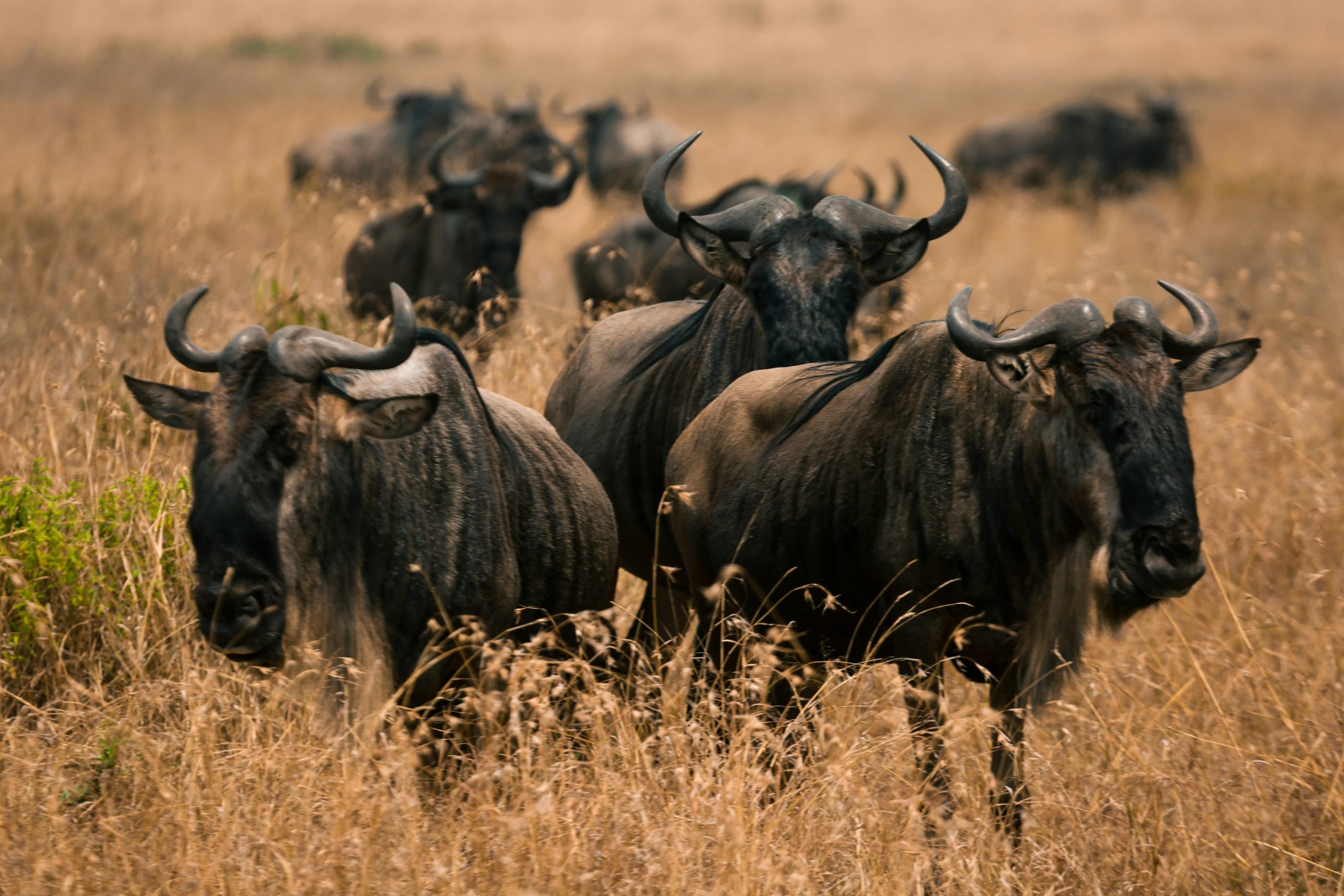 Wildebeest Migration