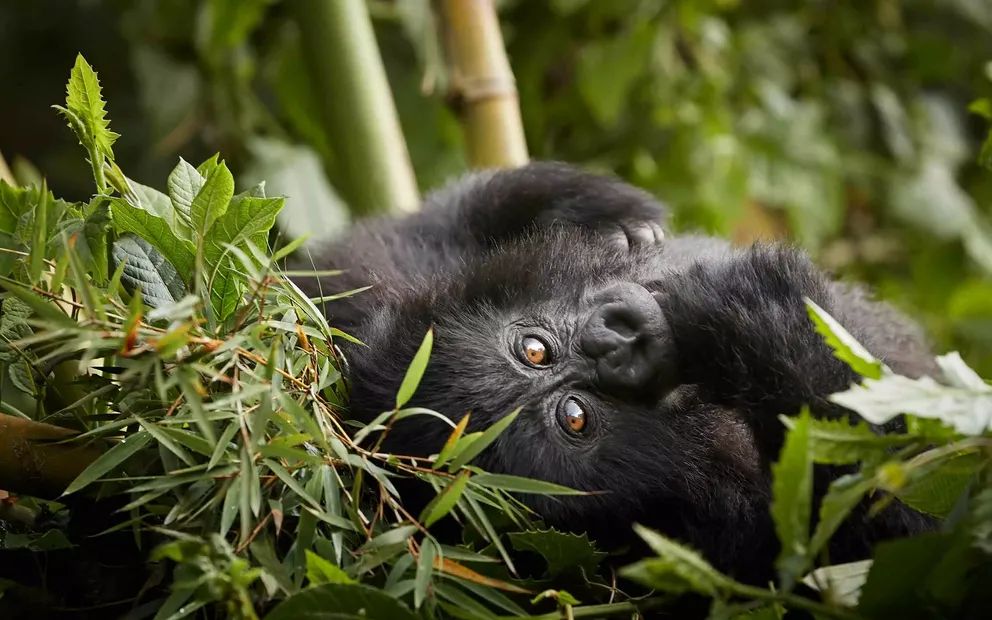 Ultimate Bwindi Gorilla and Birding Guide 2025/26: Gorilla Tracking Adventures in Bwindi