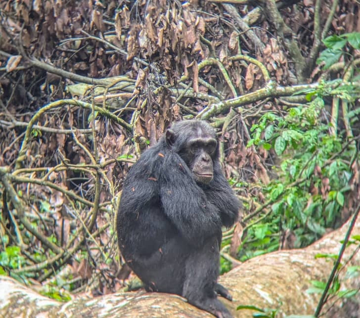 Kibale vs. Budongo: Uganda Chimp Tracking Guide