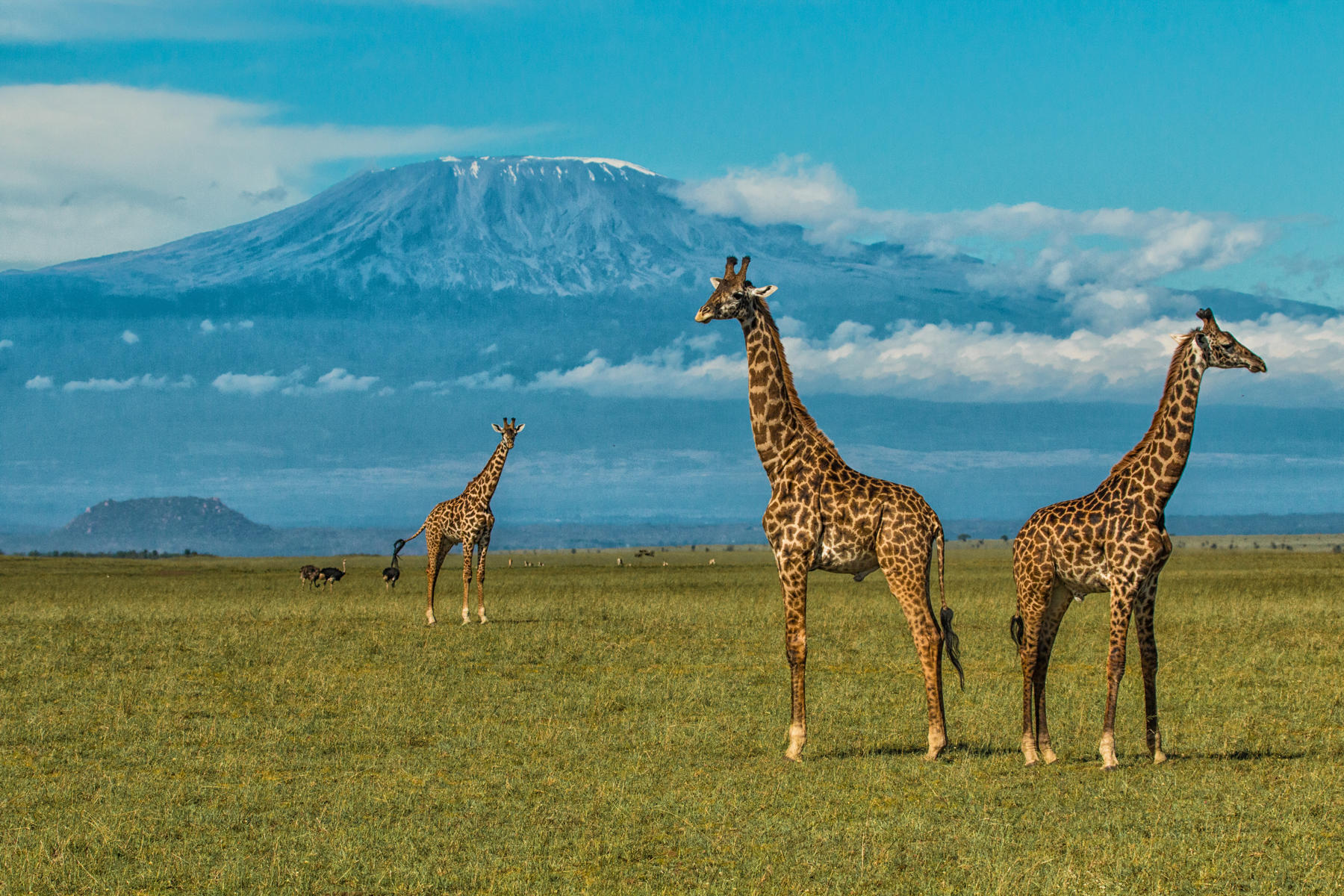 What to expect on an African Safari- Giraffes at Mount Kilimanjaro- Tz