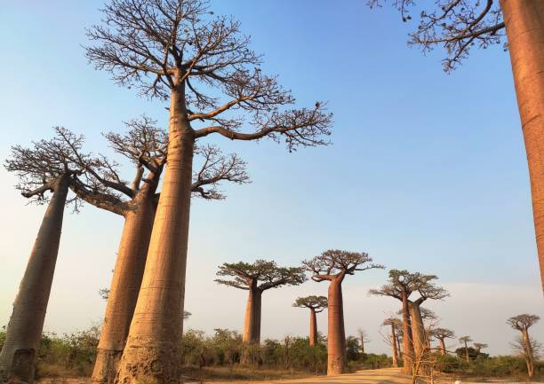 Boabab trees in Tarangire NP