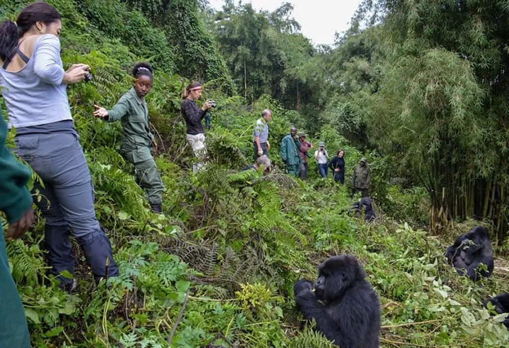 Gorilla trekking physical preparedness tips
