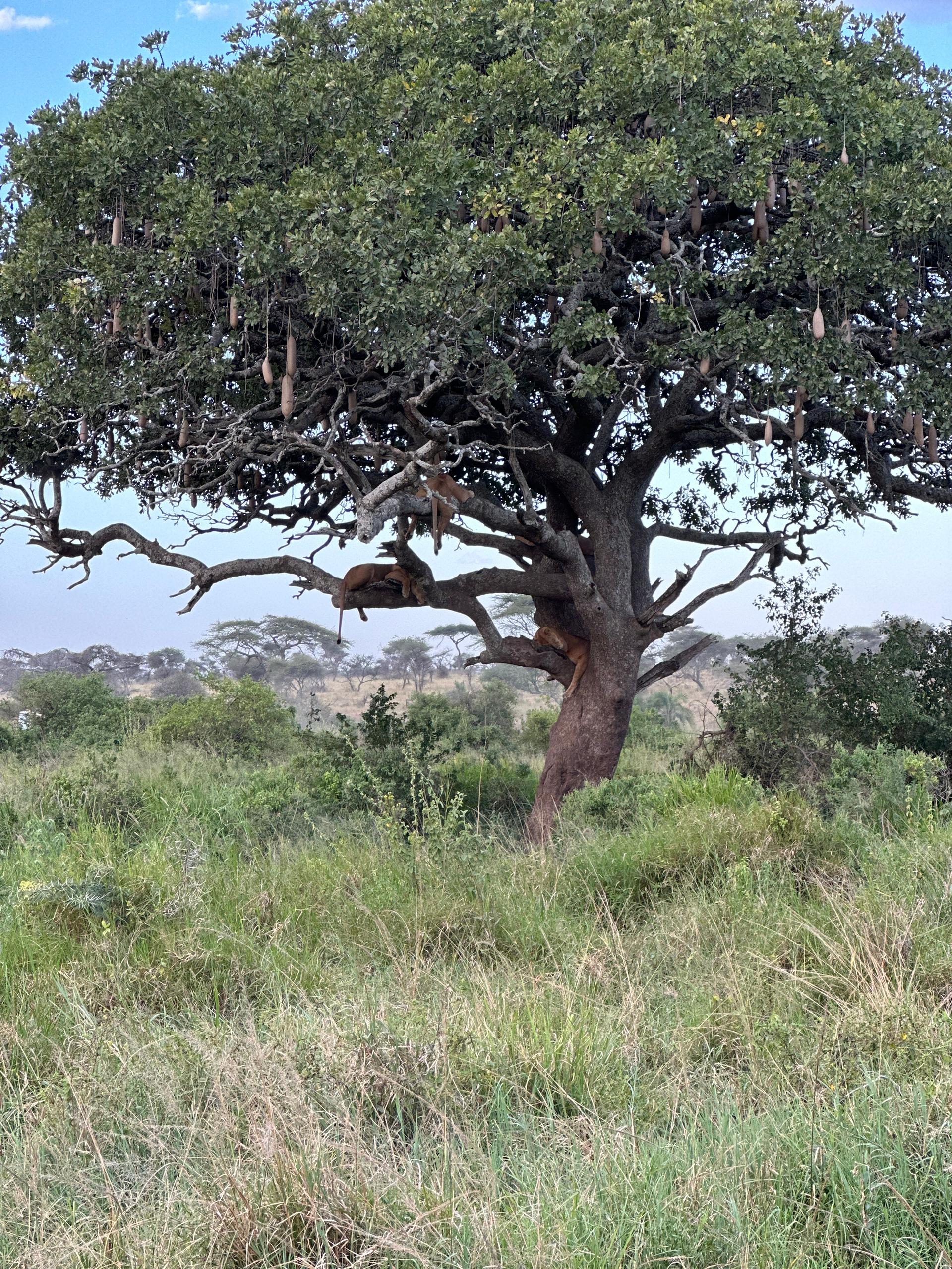 Tree Climbing Lions in Tarangire NP