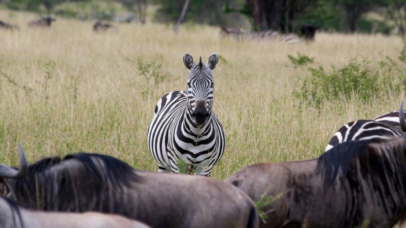 Best Kenya Parks by Month — 2025/26: Migration in Kenya
