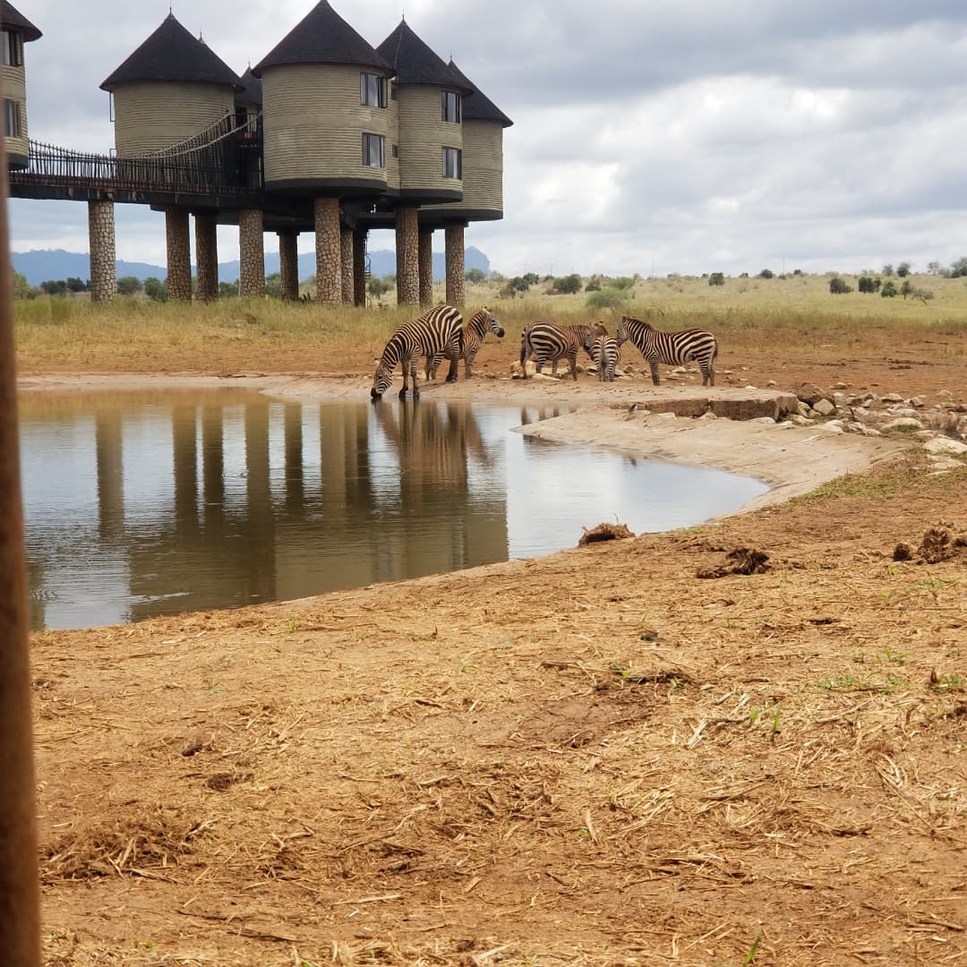 Tsavo National Park Unveiled-Salt licks at Saltlicks Lodge by Agasaro Safaris
