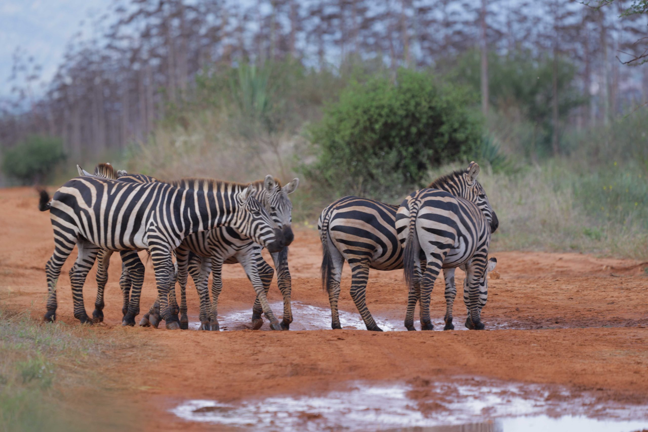 Zebras in Tsavo Np- Kenya