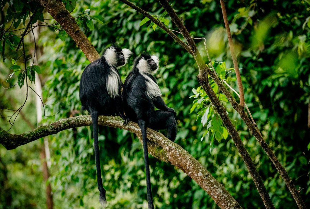 Primates in Kibira National Park- Burundi