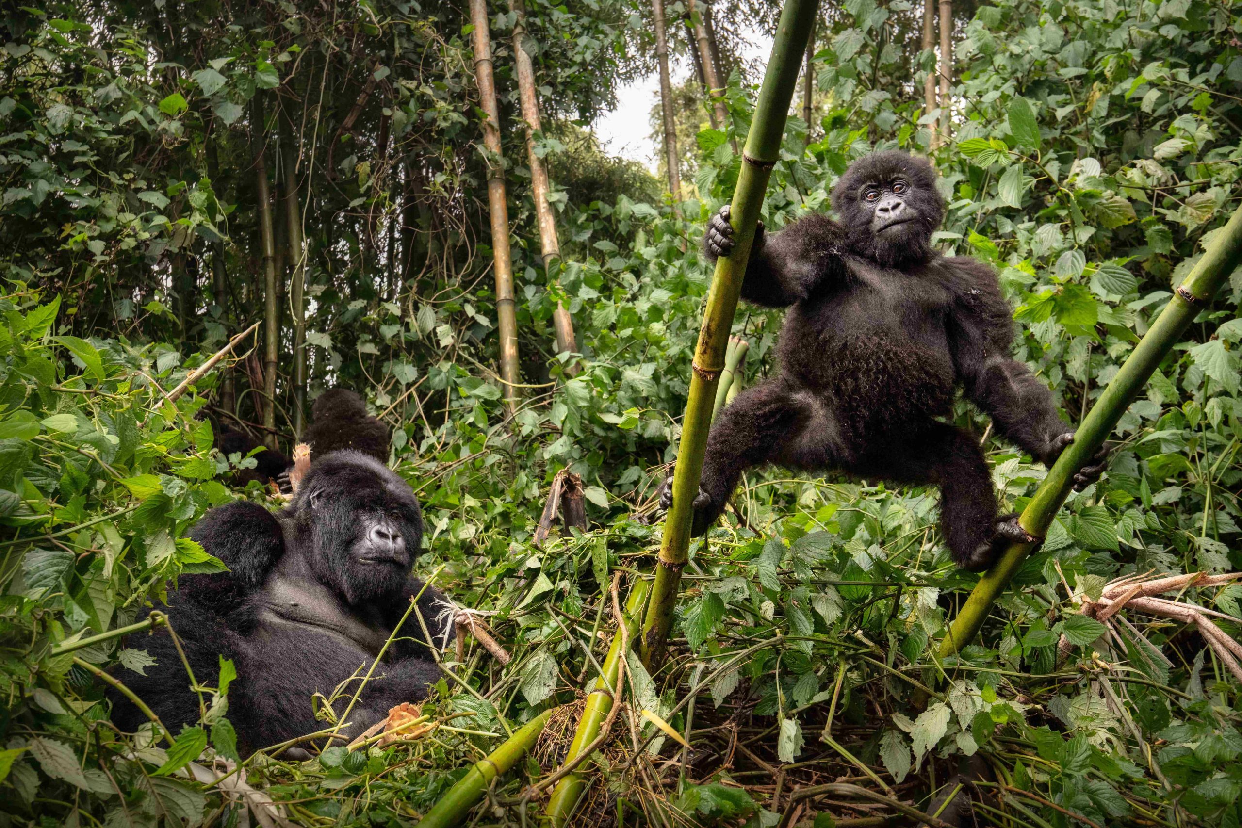 Mountain Gorillas in Rwanda- Volcanoes National Park 