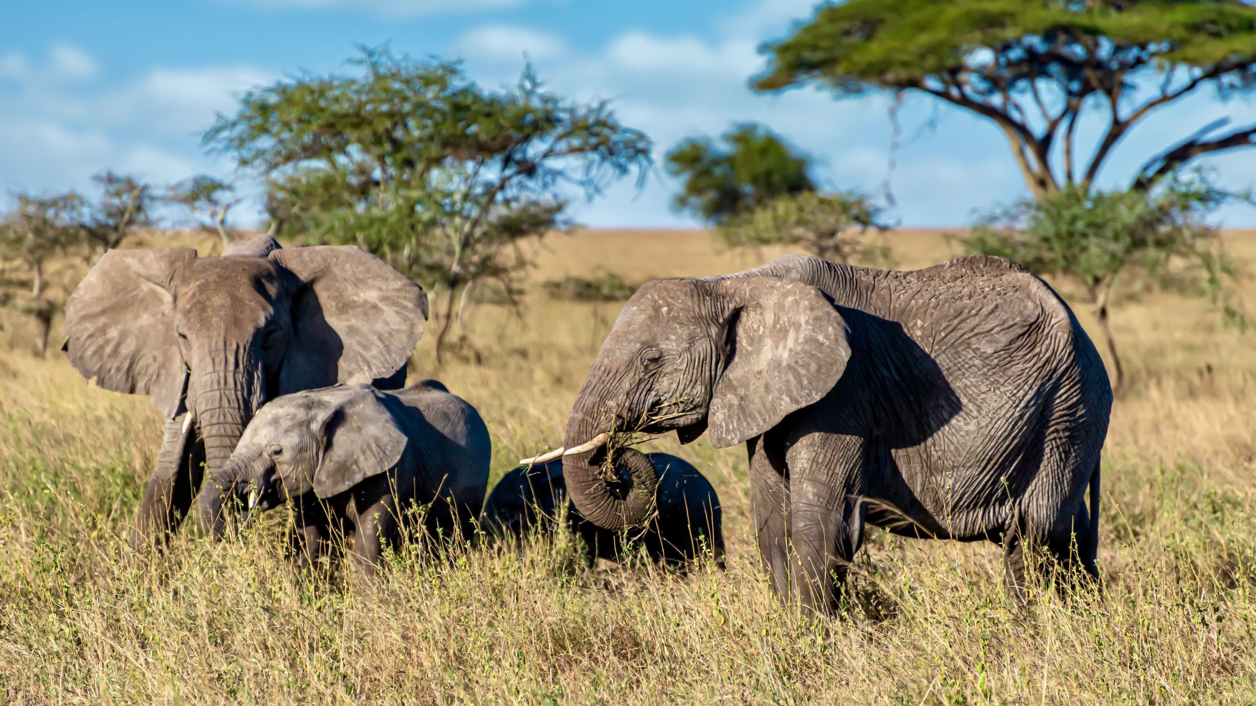 A group of Elephants in Kruger NP- South Africa