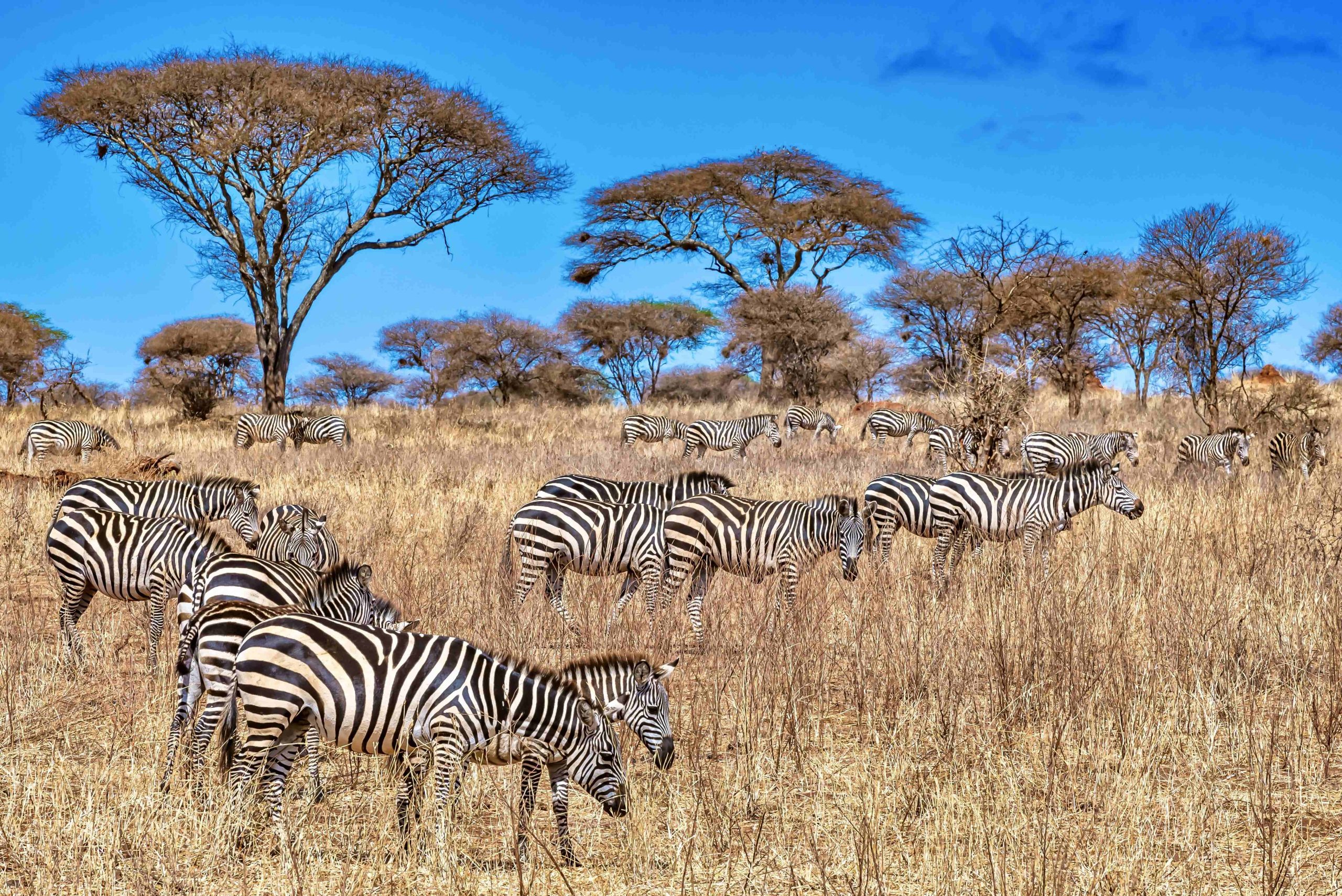 Group of Zebras in Southern Africa