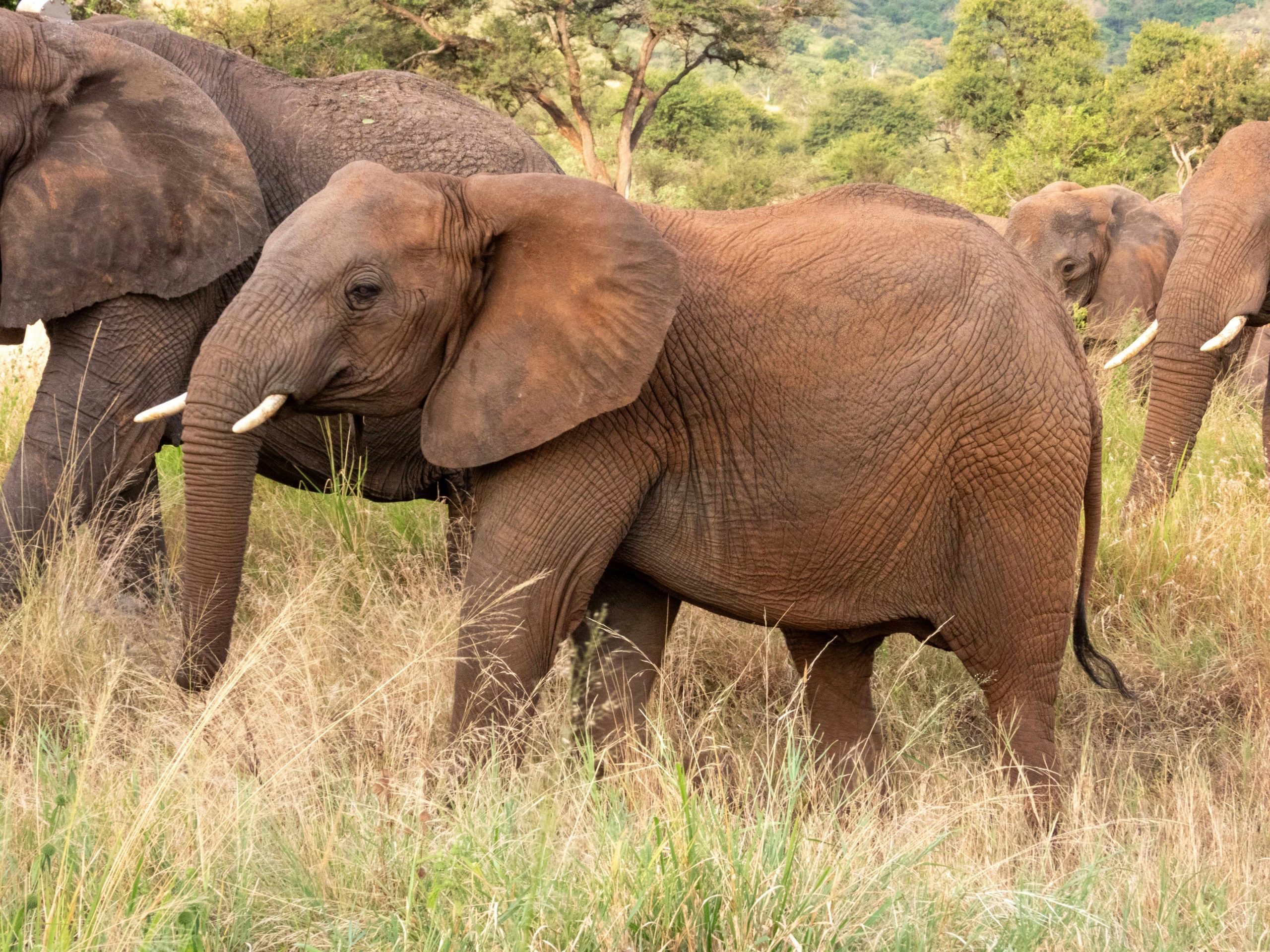 African Elephant (Loxodonta africana)