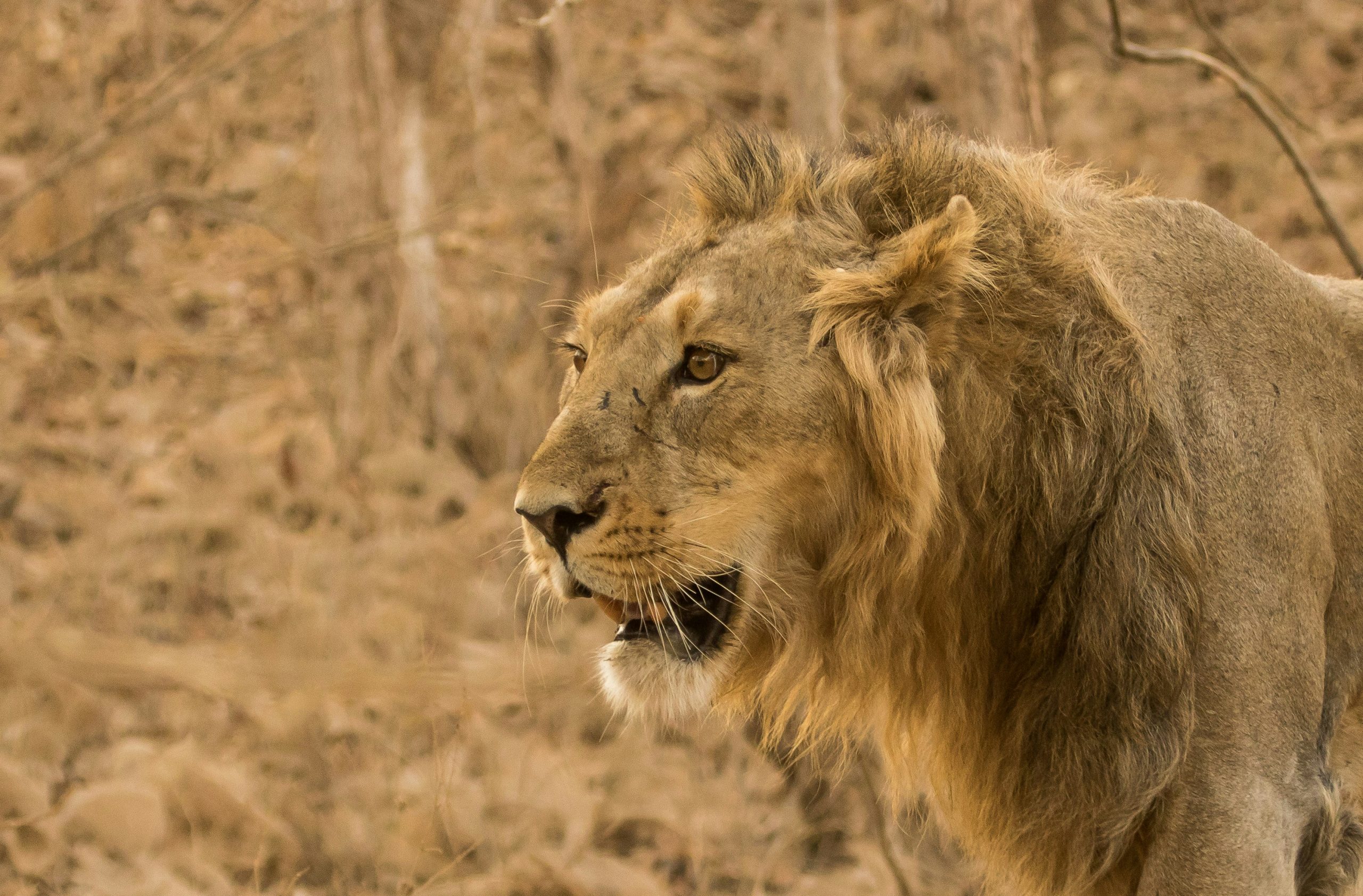 African Lion (Panthera leo)