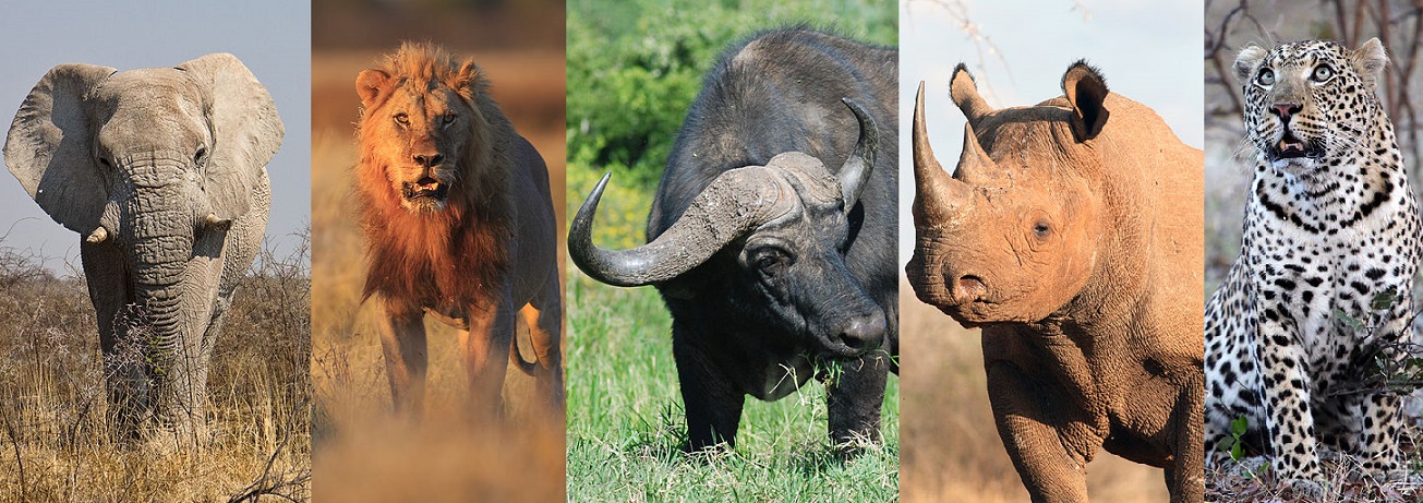 What Are the Big 5 Animals in Africa?