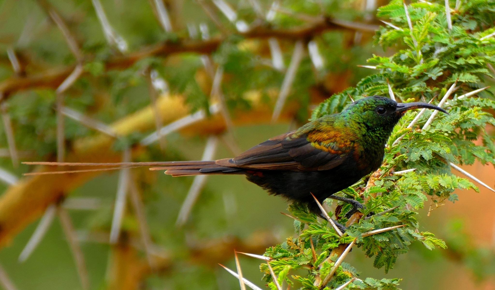 Bronze Sunbird