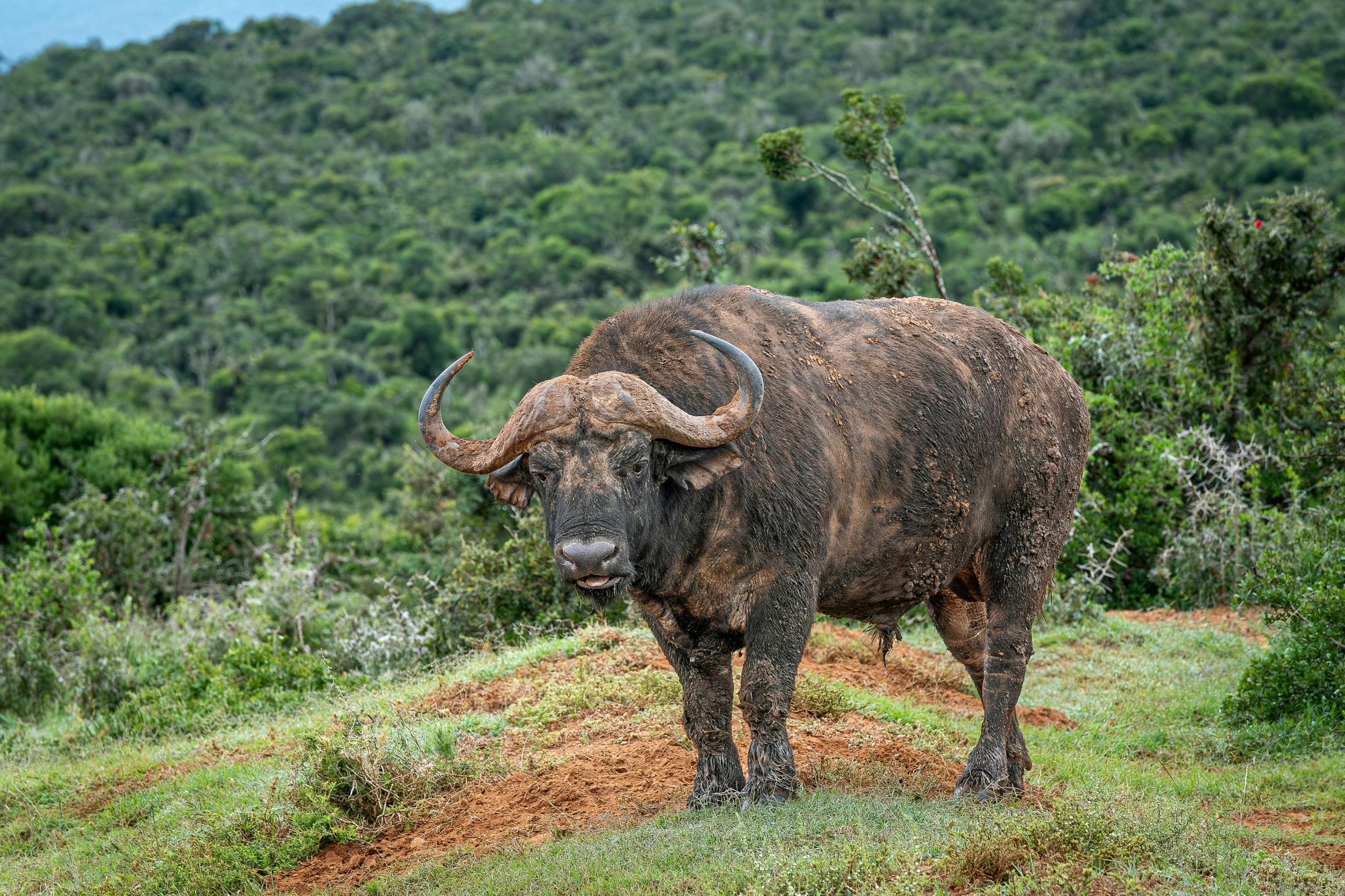 Cape Buffalo (Syncerus caffer)
