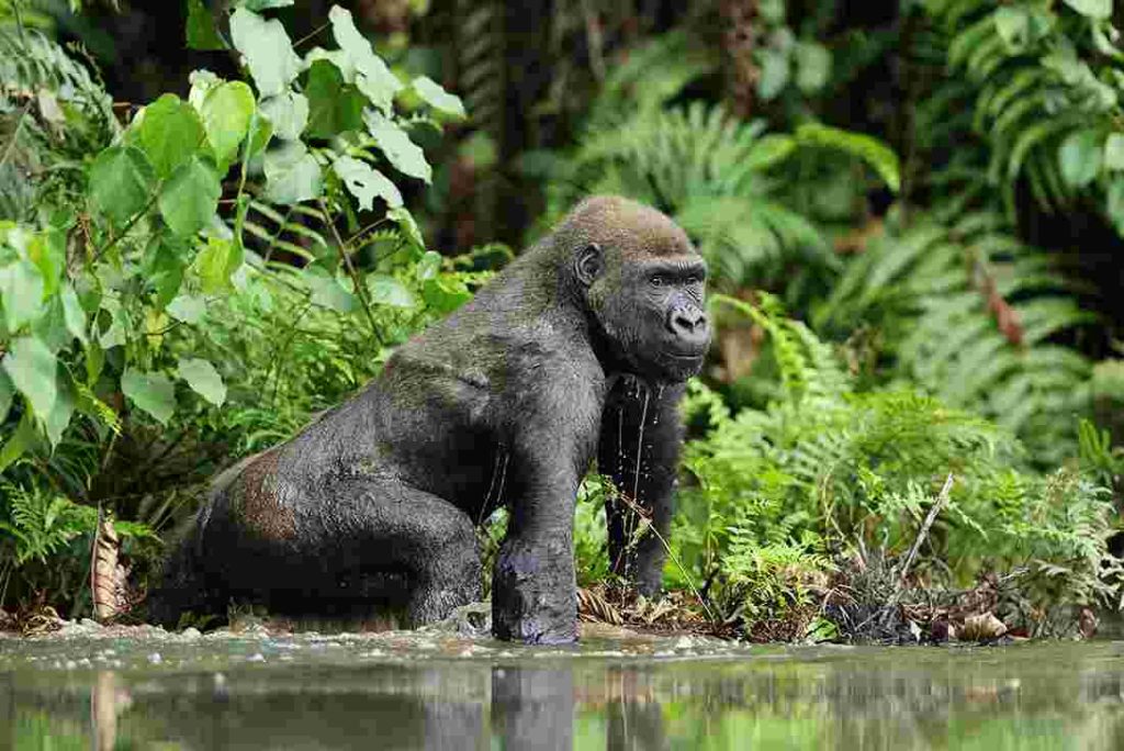 Eastern Low Land Gorillas in Kahuzi Biega -DRC