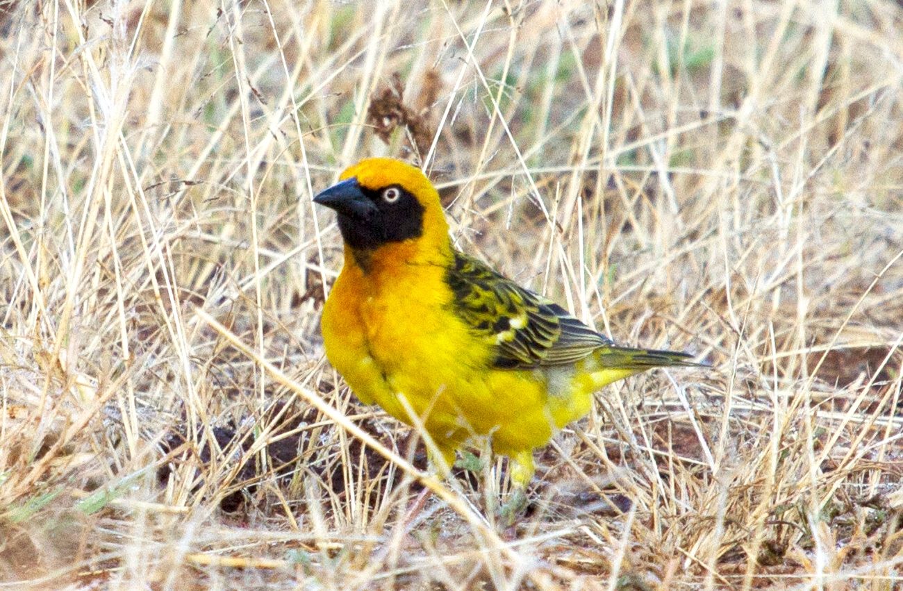 Fox’s Weaver (Ploceus spekeoides)