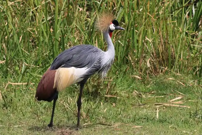 The Most Common Birds in Uganda: Grey Crowned Crane