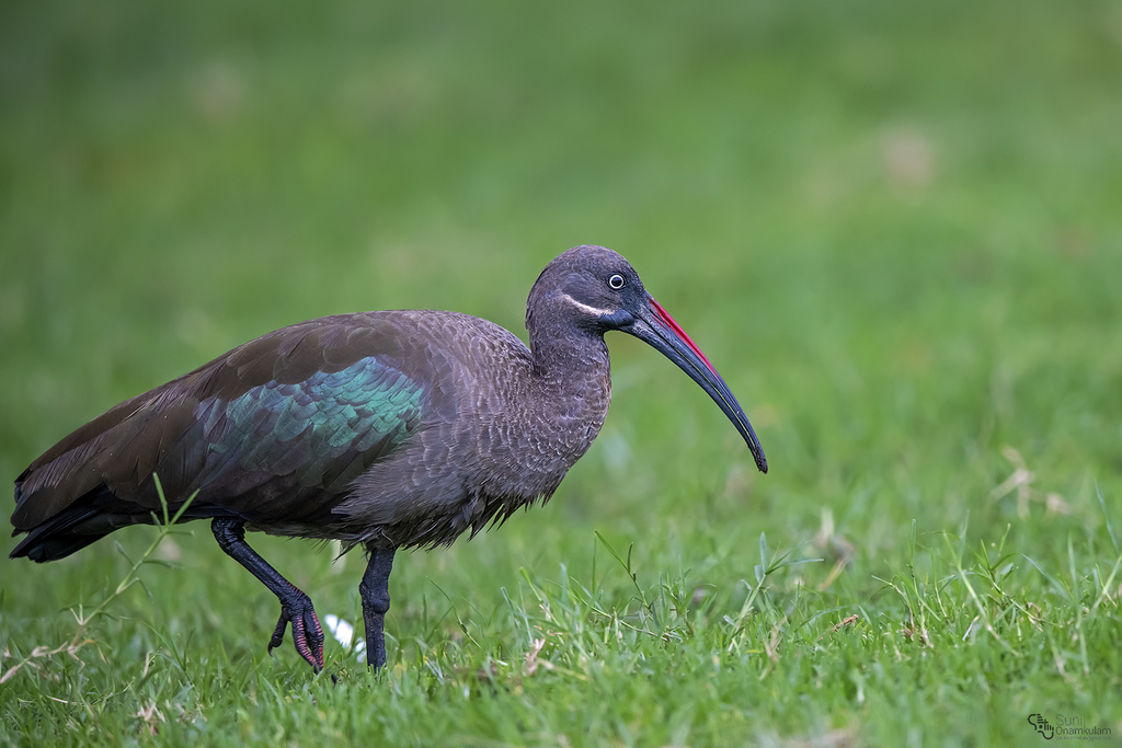 Hadada Ibis (Bostrychia hagedash)