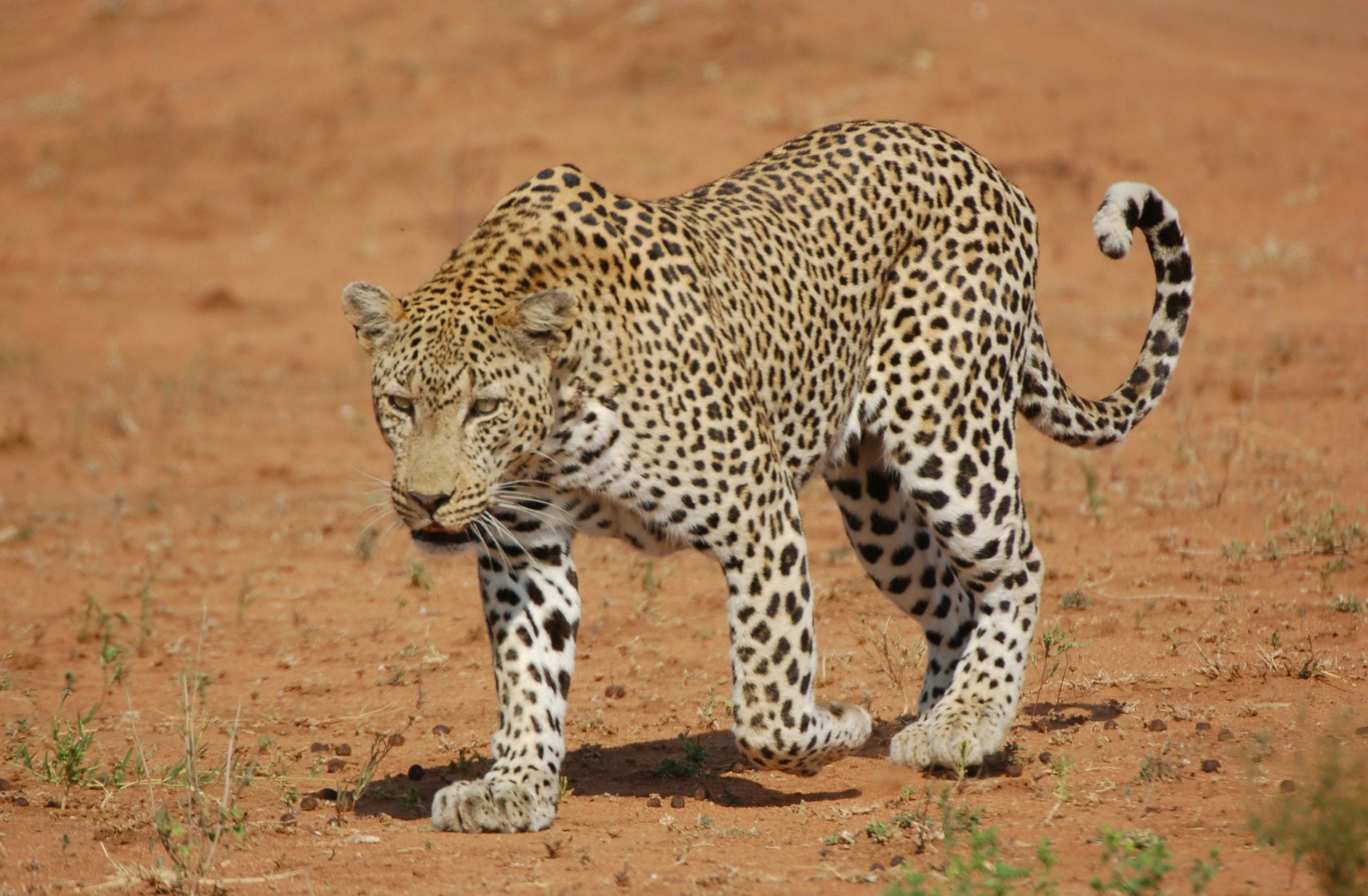 Leopard (Panthera pardus)