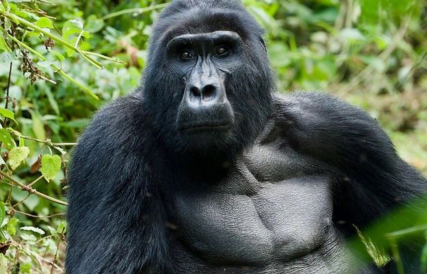Mountain Gorilla