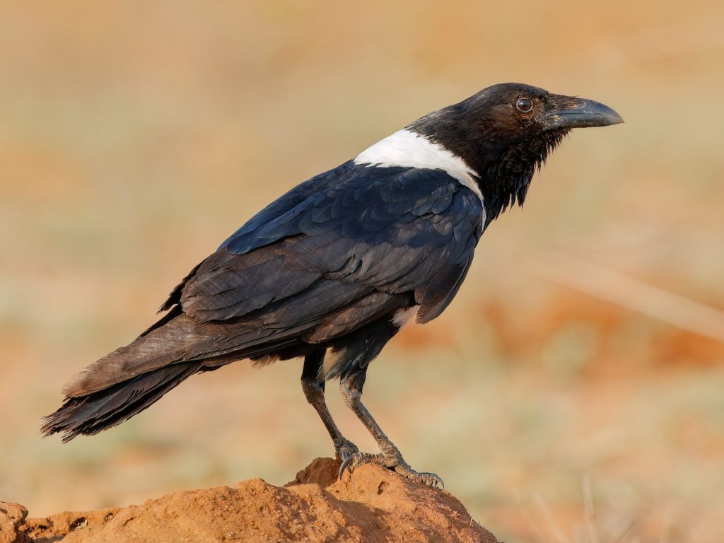 Pied Crow (Corvus albus)