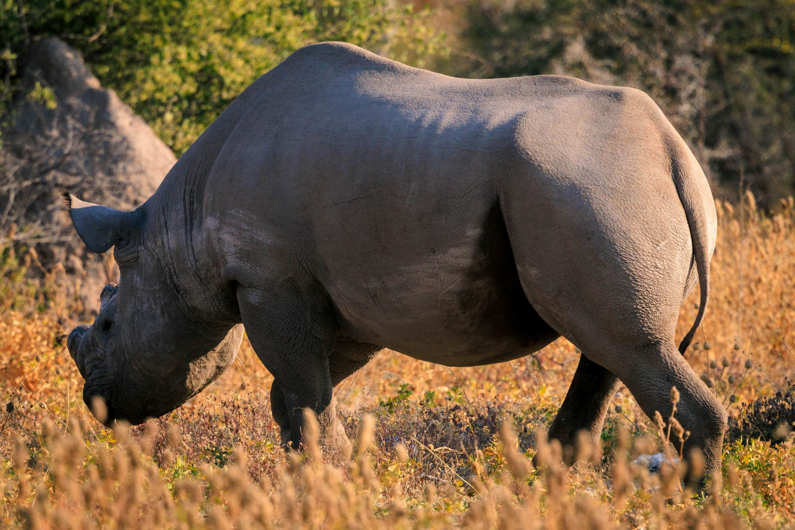 Rhinoceros (Black and White)