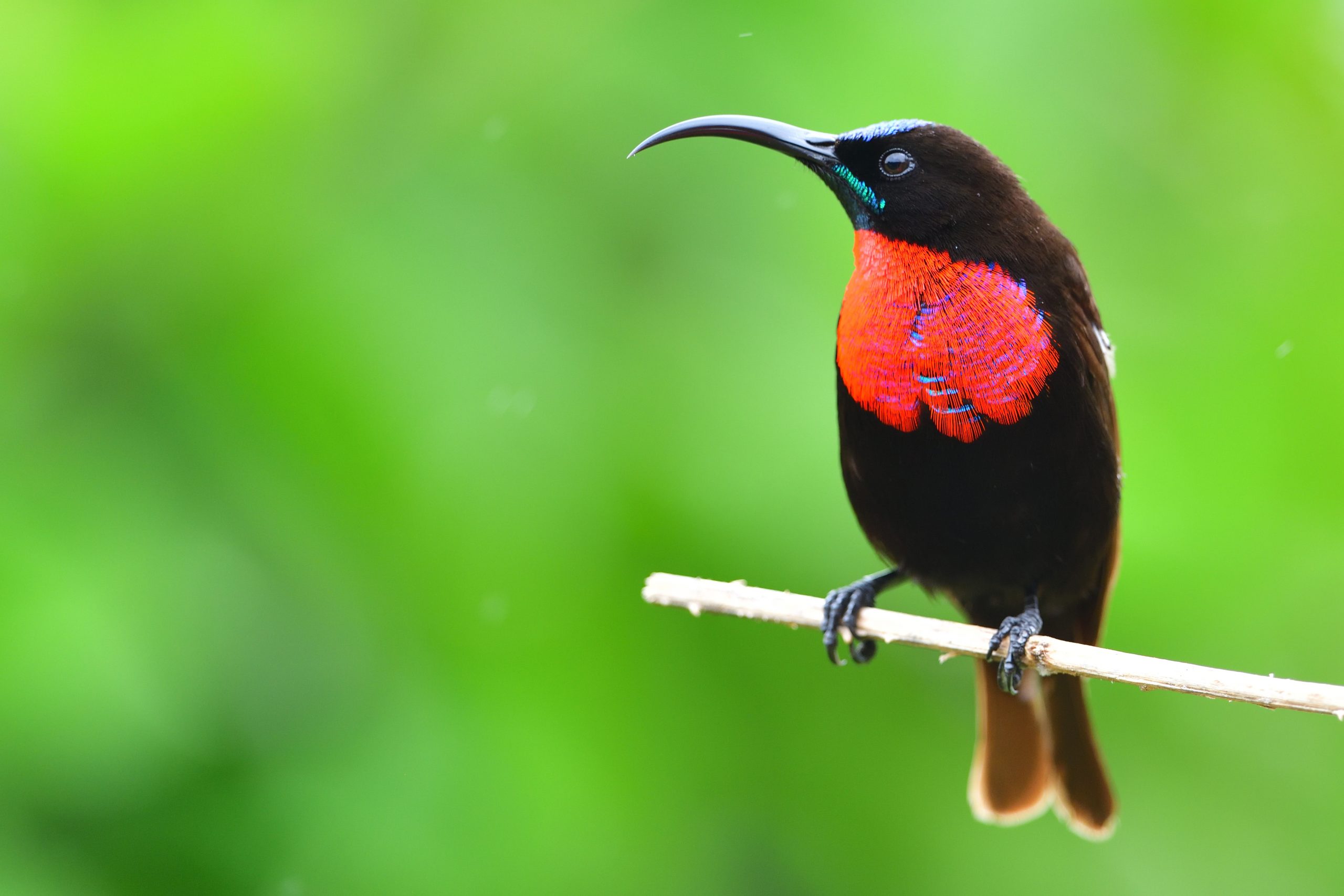 Scarlet-chested Sunbird