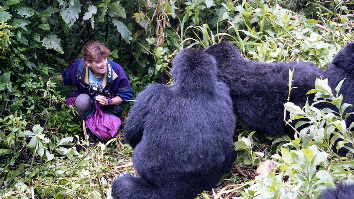 Close-up of a silverback mountain gorilla in Bwindi with dense green foliage background.