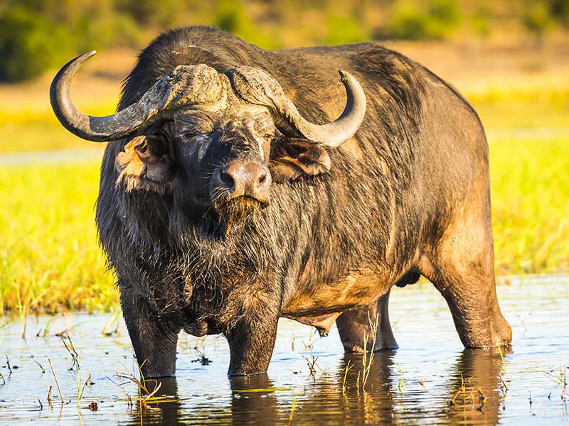 Cape Buffalo in South Africa
