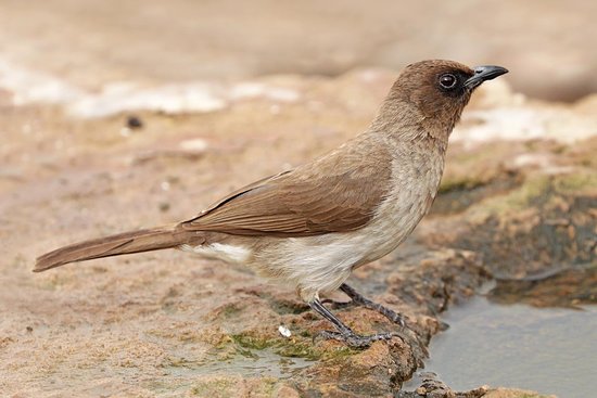 Common Bulbul (Pycnonotus barbatus)