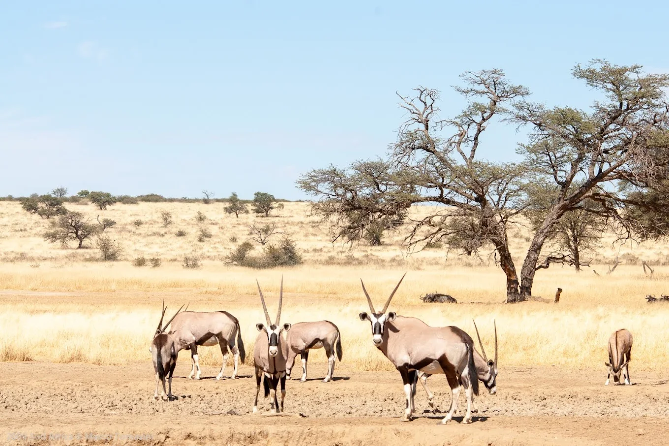 Top Walking Safaris in Southern African Parks-Kgalagadi Transfrontier Park