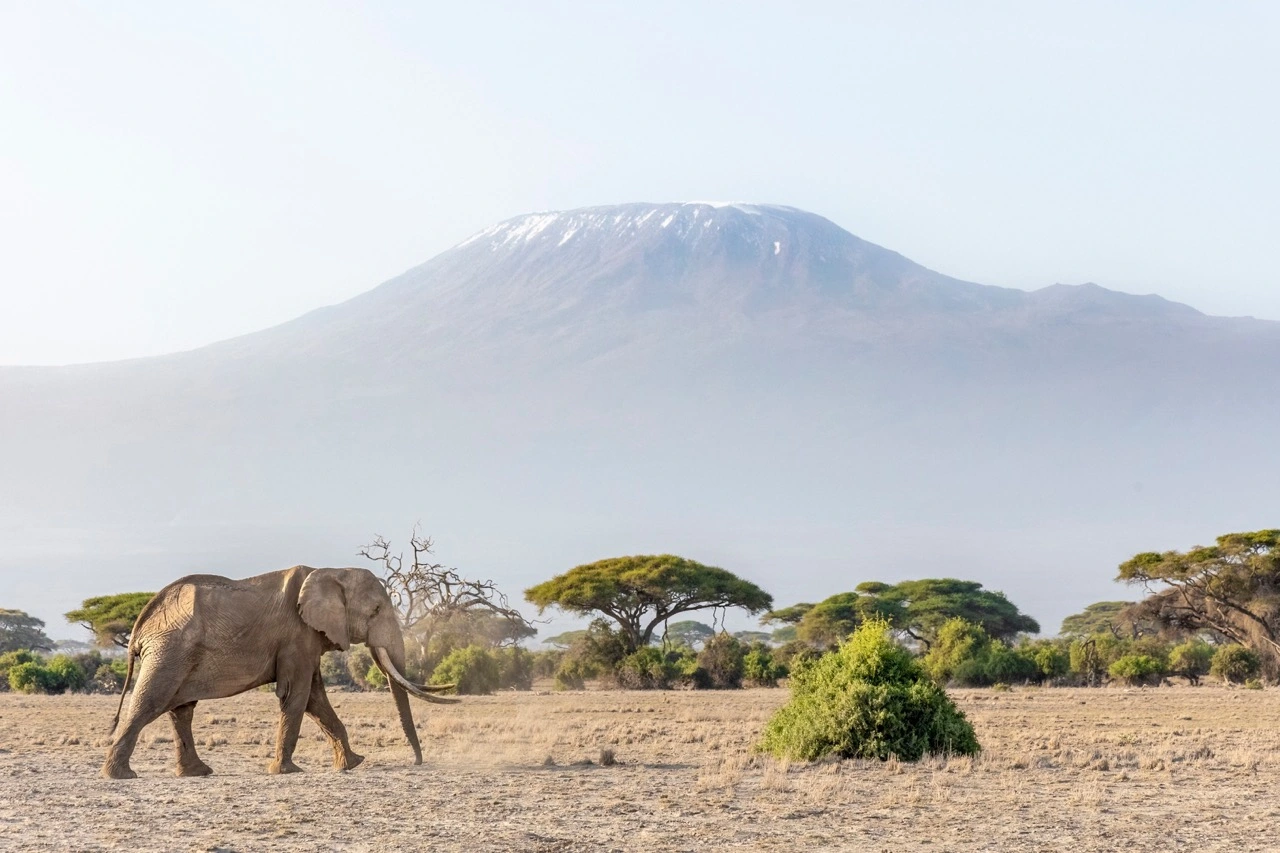Amboseli National Park: Kilimanjaro and Elephant Giants