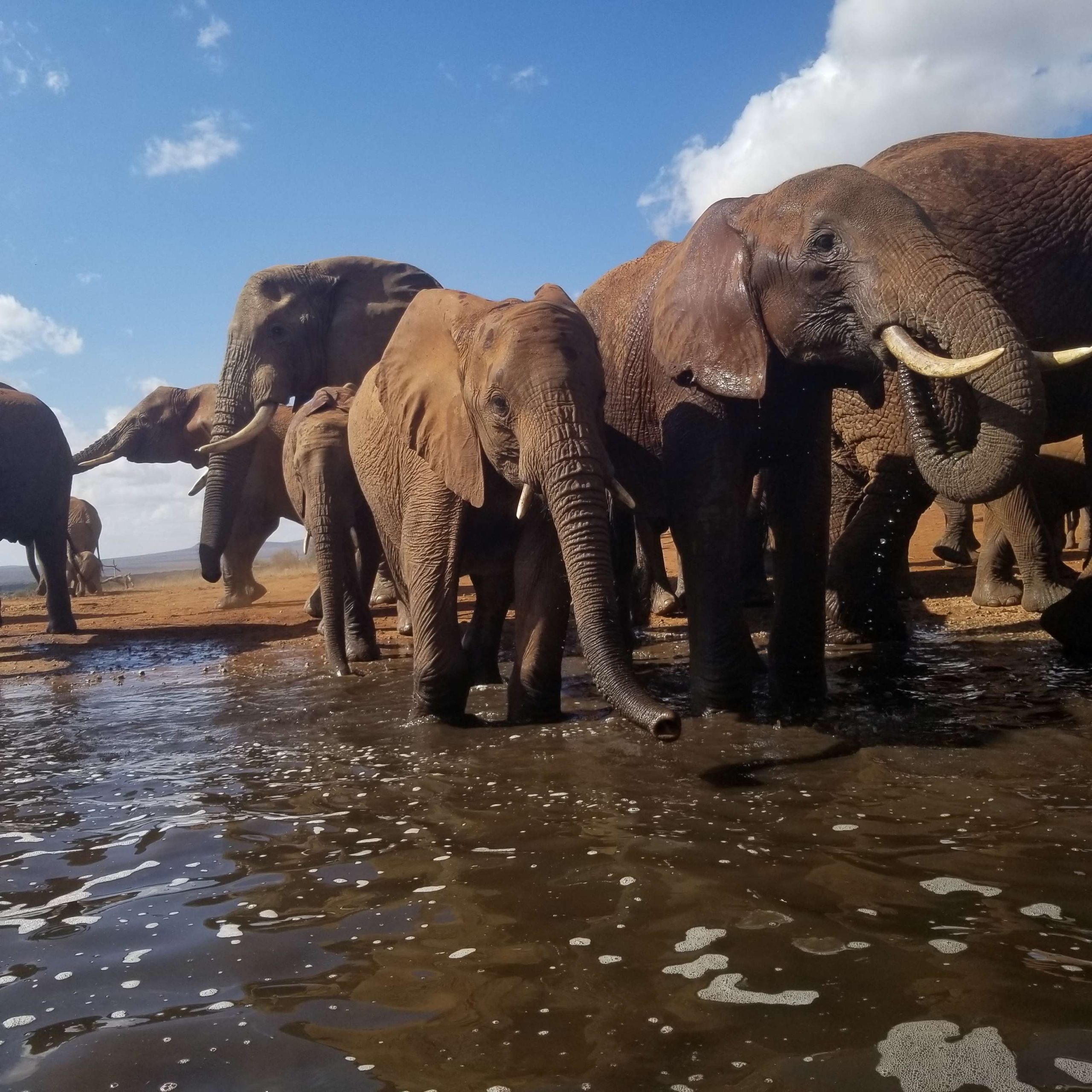 The Top 10 Strongest Animals in the World-African Elephants in Tsavo NP by Agasaro Safaris