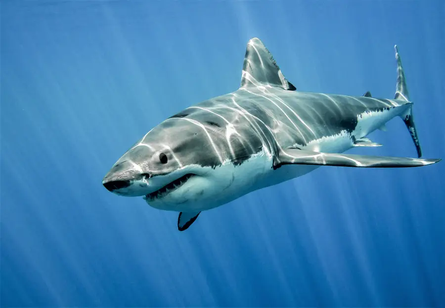 Great White Shark