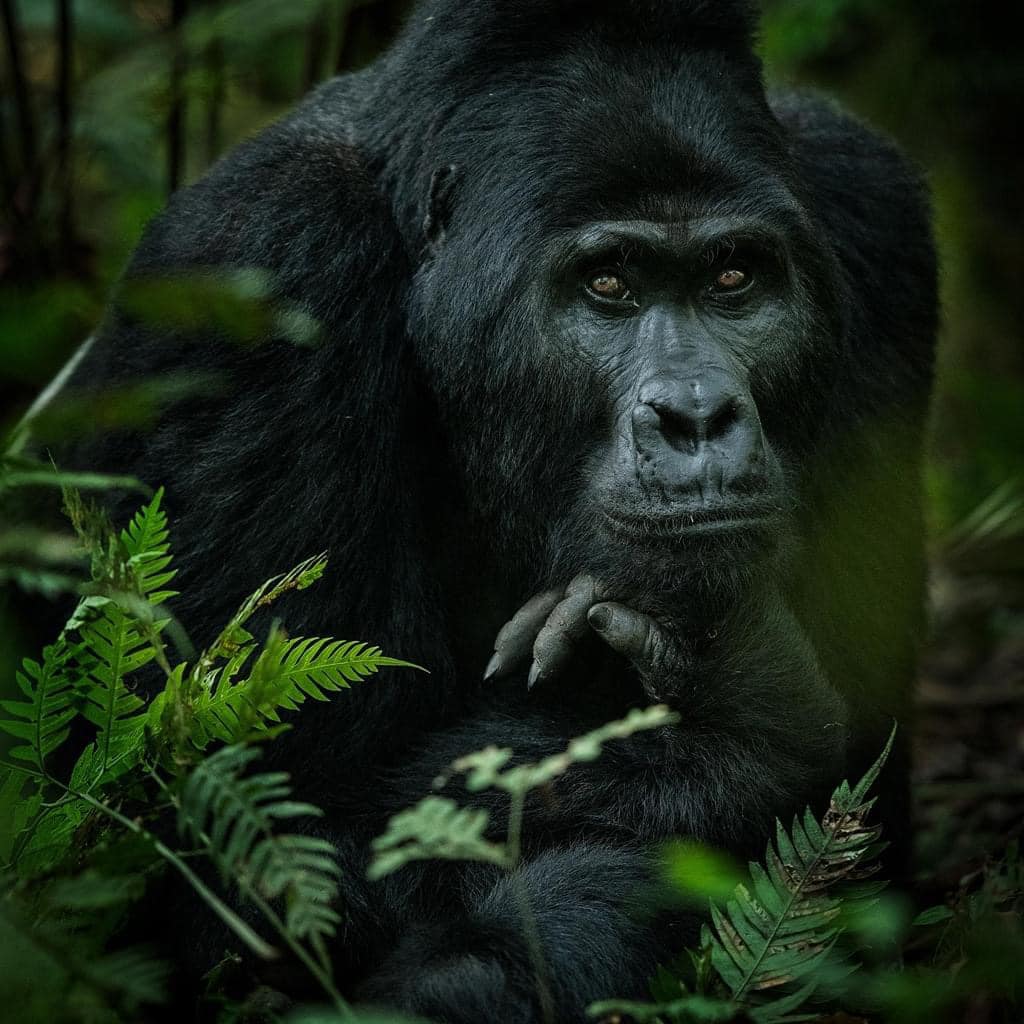 Gorilla Trekking in Volcanoes NP- Rwanda