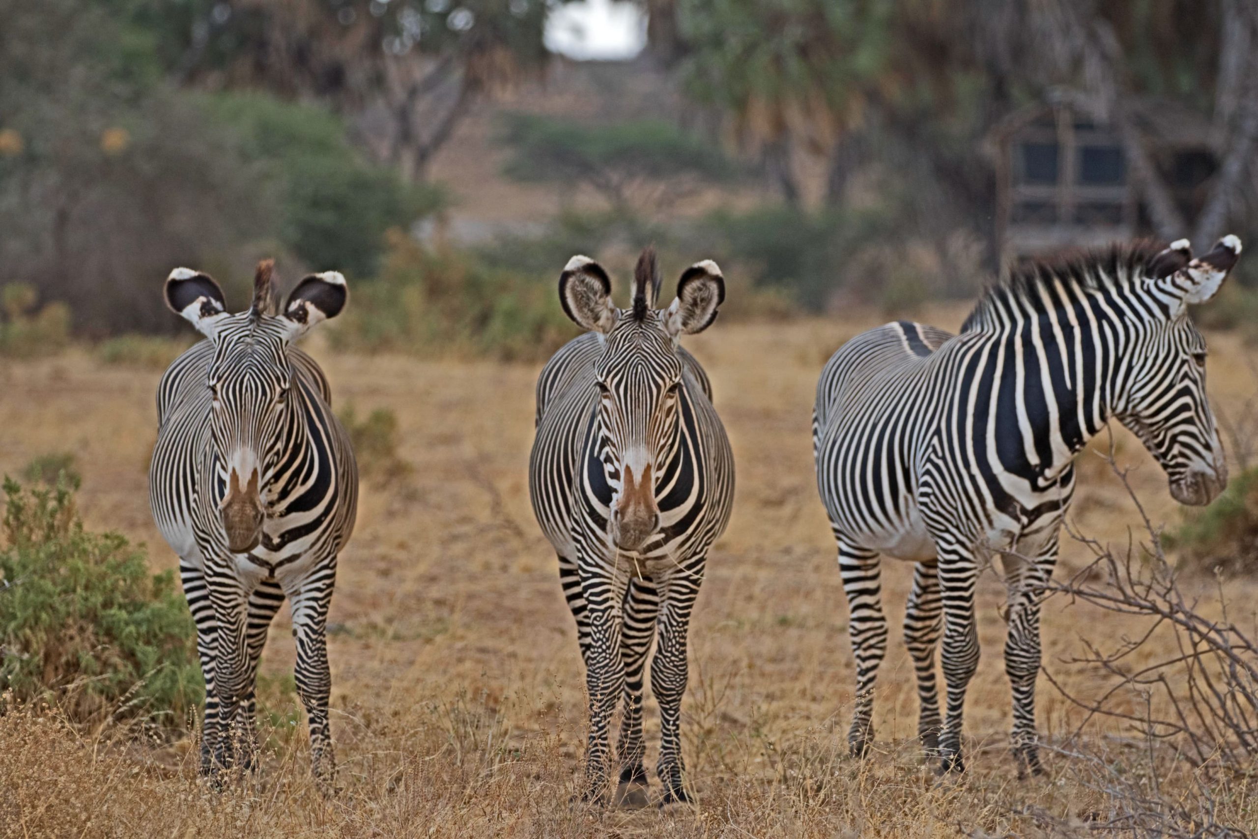 Grevy’s zebra in Samburu National Park