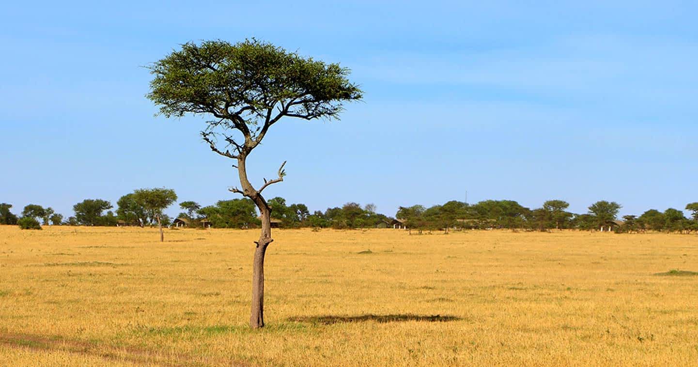 Tanzania National Parks Safari Guide