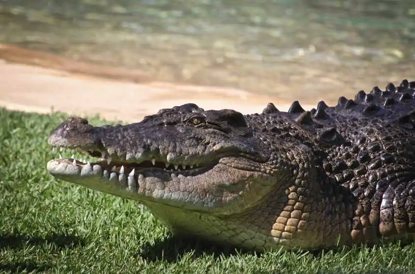 Saltwater Crocodile