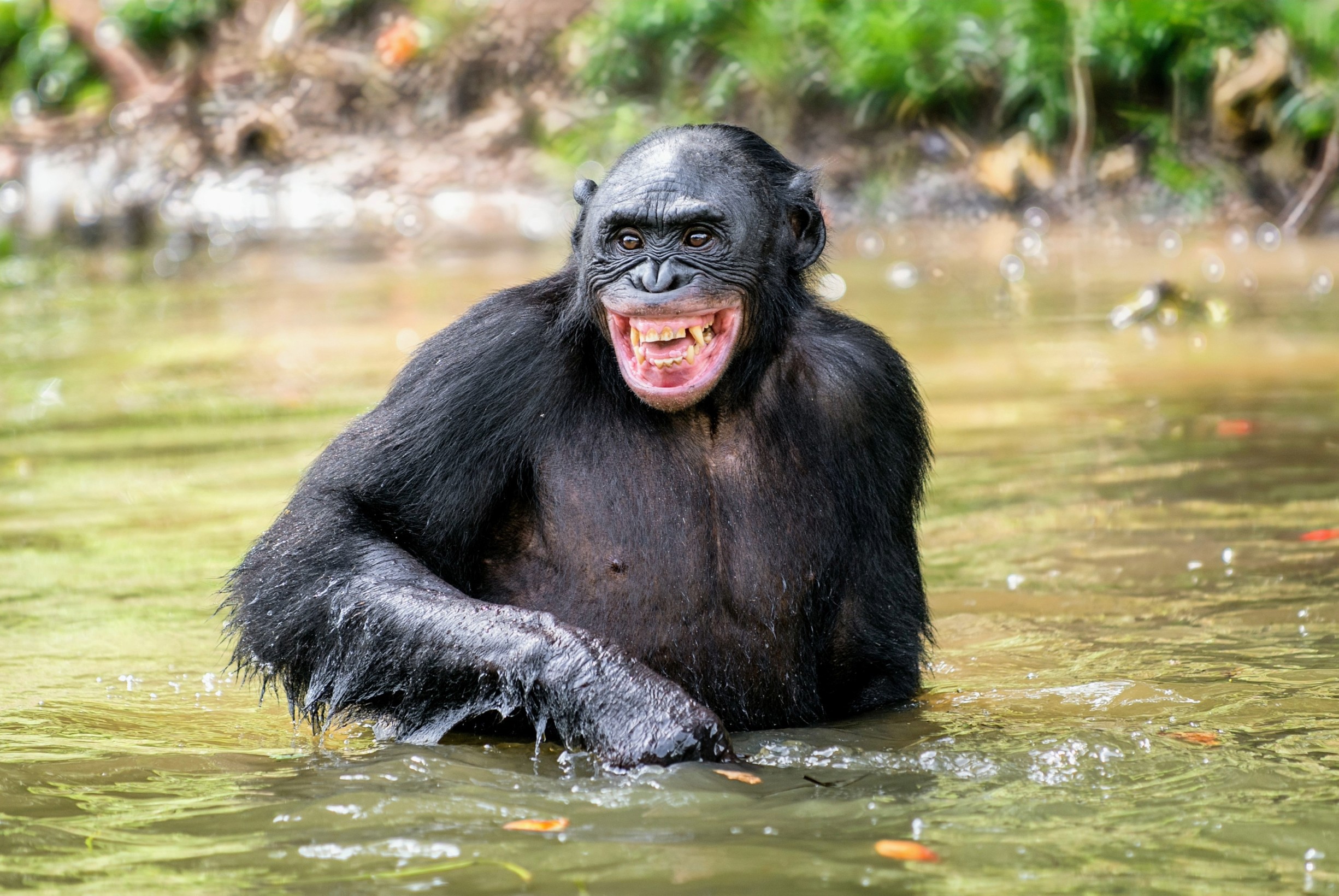 Bonobos in a river in Salonga NP- DRC