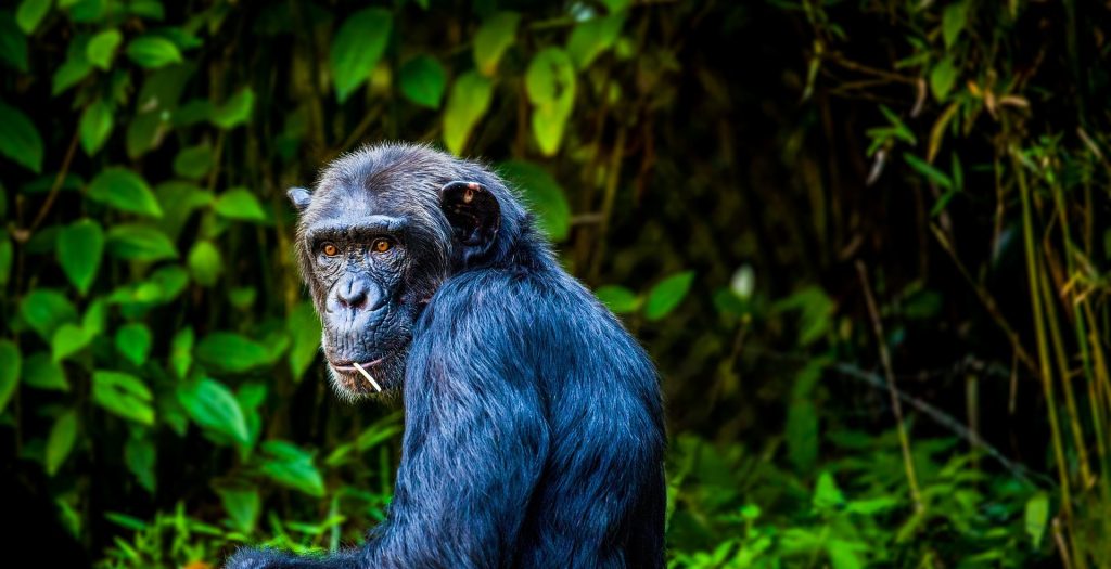 Kibale National Park- Chimpanzee trekking 